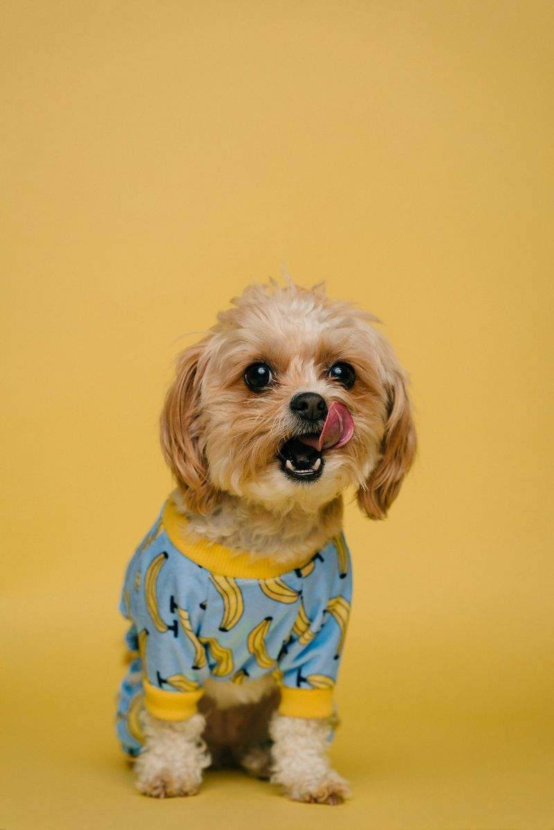 Paw Haven Pet Services - Image 14