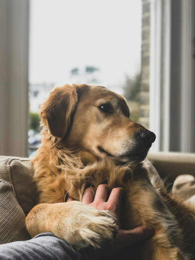 Paw Haven Pet Services - Image 3