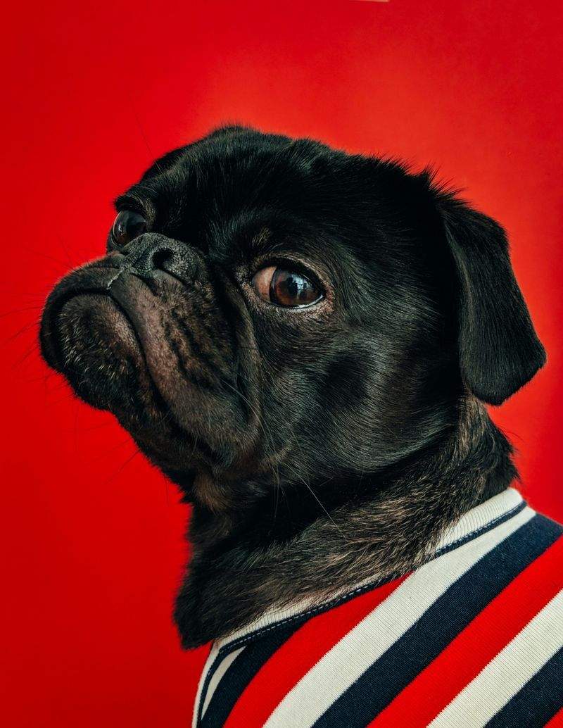 Paw Haven Pet Services - Image 5
