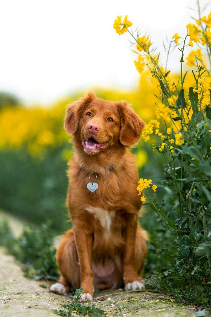 Paw Haven Pet Services - Image 6