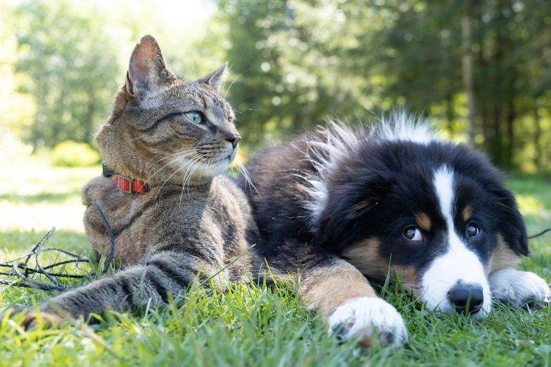 Paw Haven Pet Services